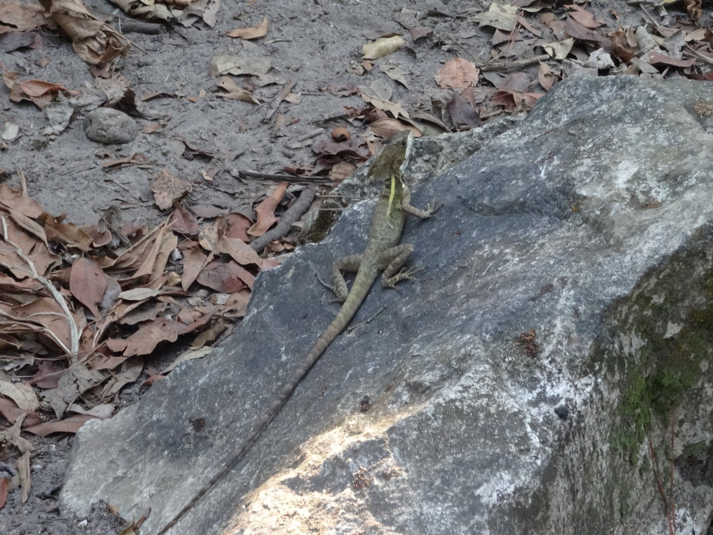 Brown Basilisk (wild)