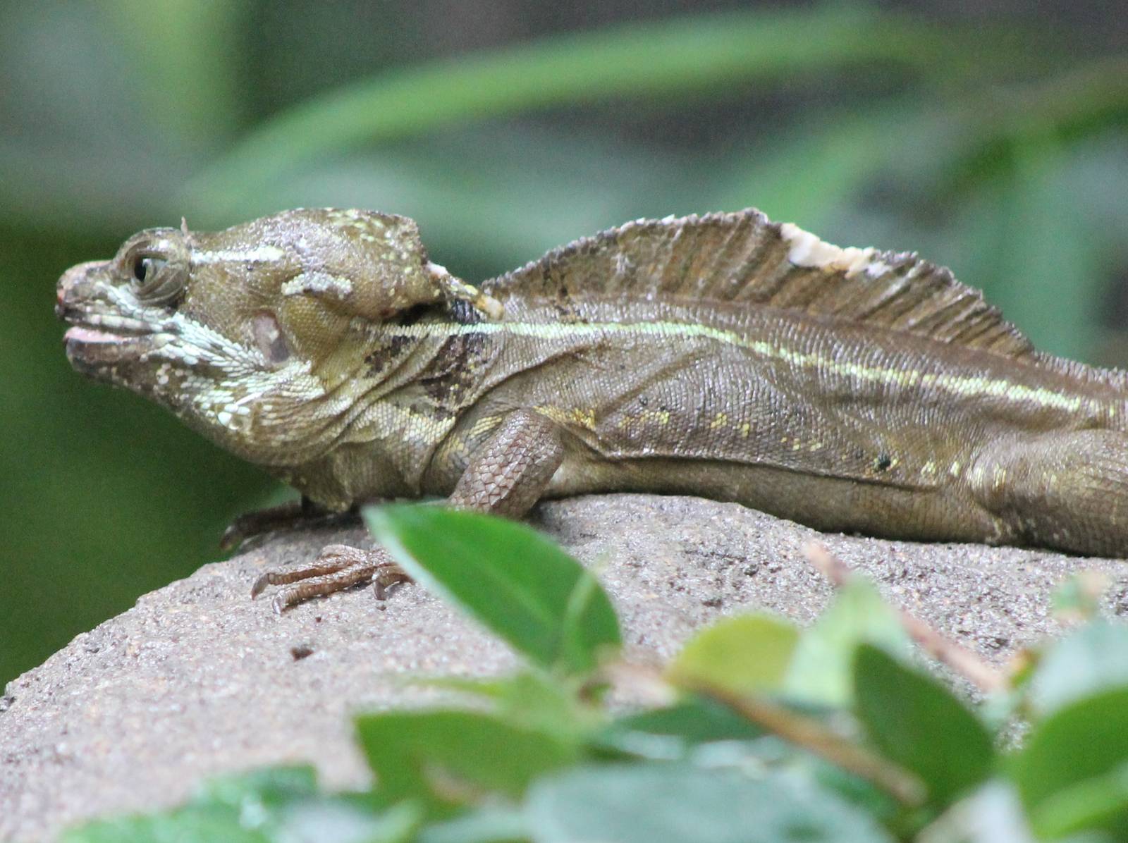 Brown basilisk