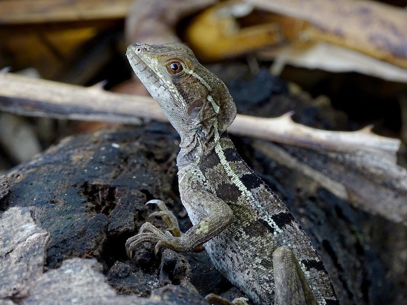 Brown basilisk