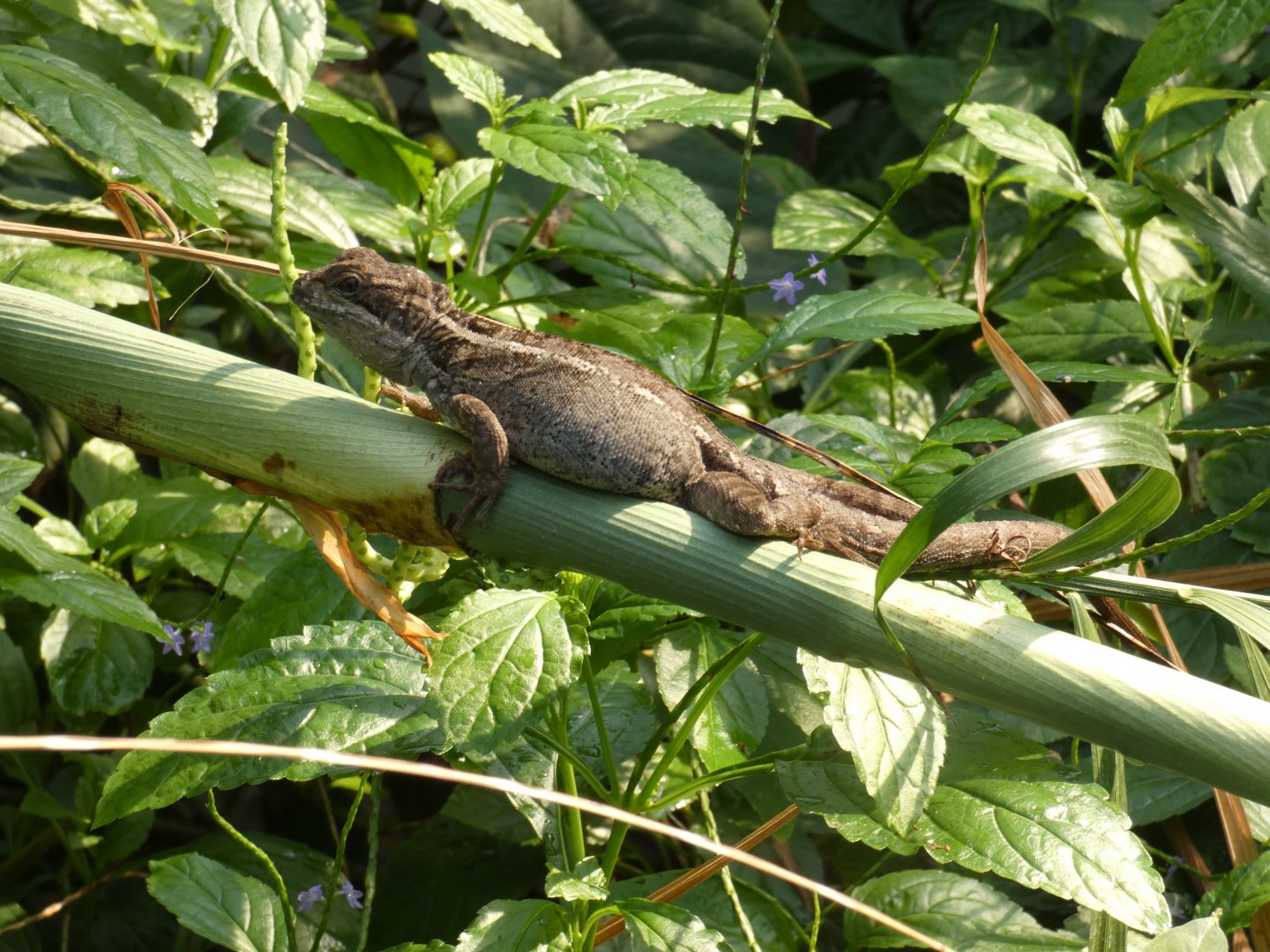 Brown Basilisk