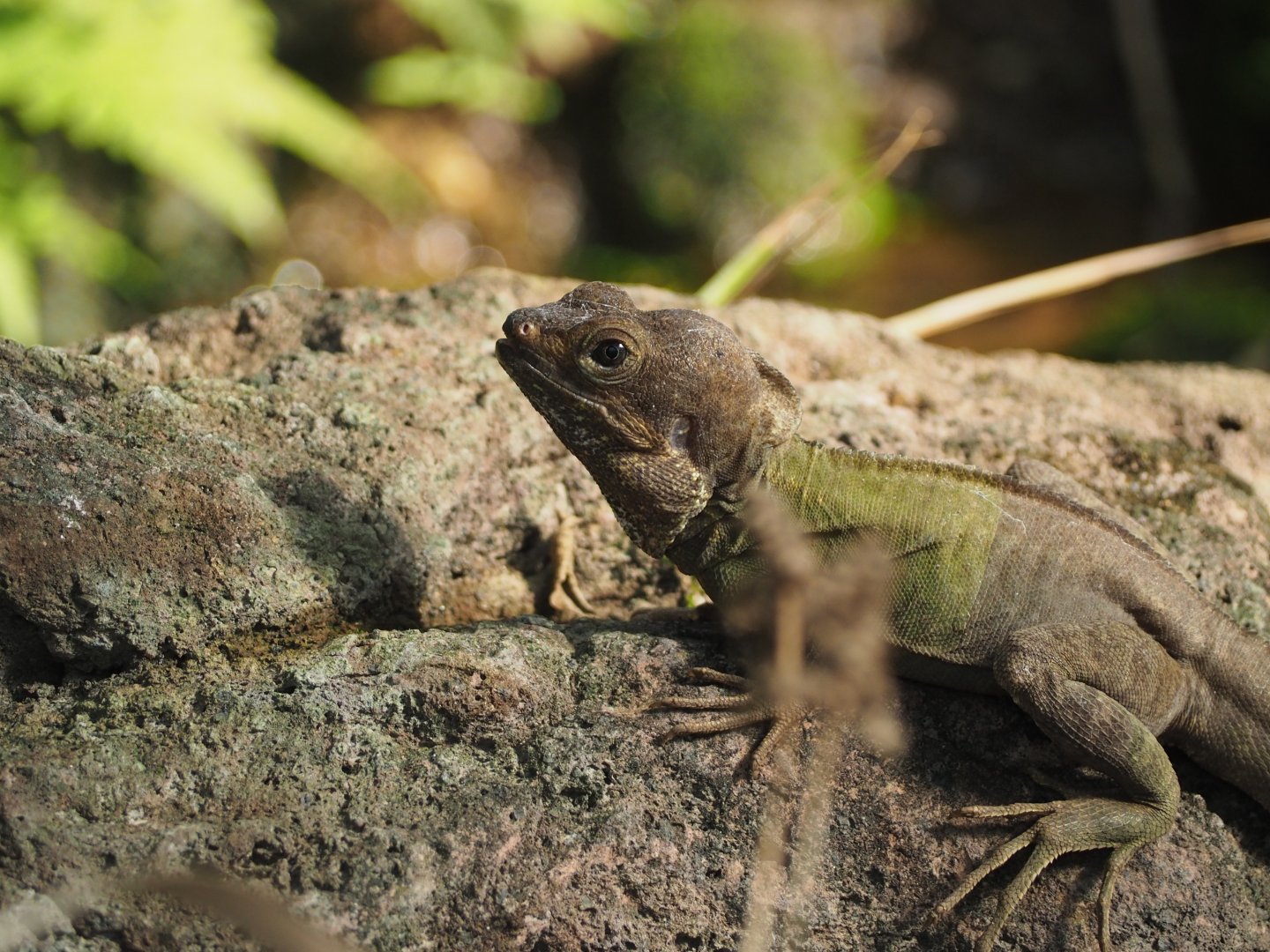 Brown Basilisk