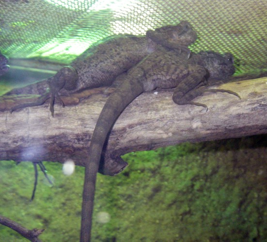 Brown Basilisks (Basiliscus vittatus)