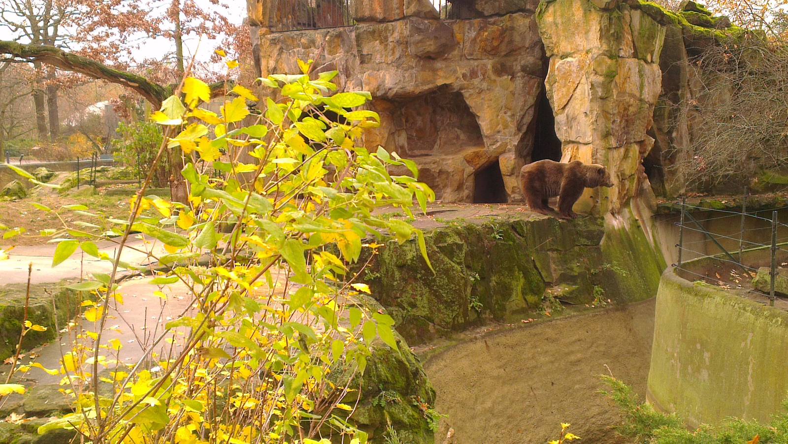 Brown Bear 051213