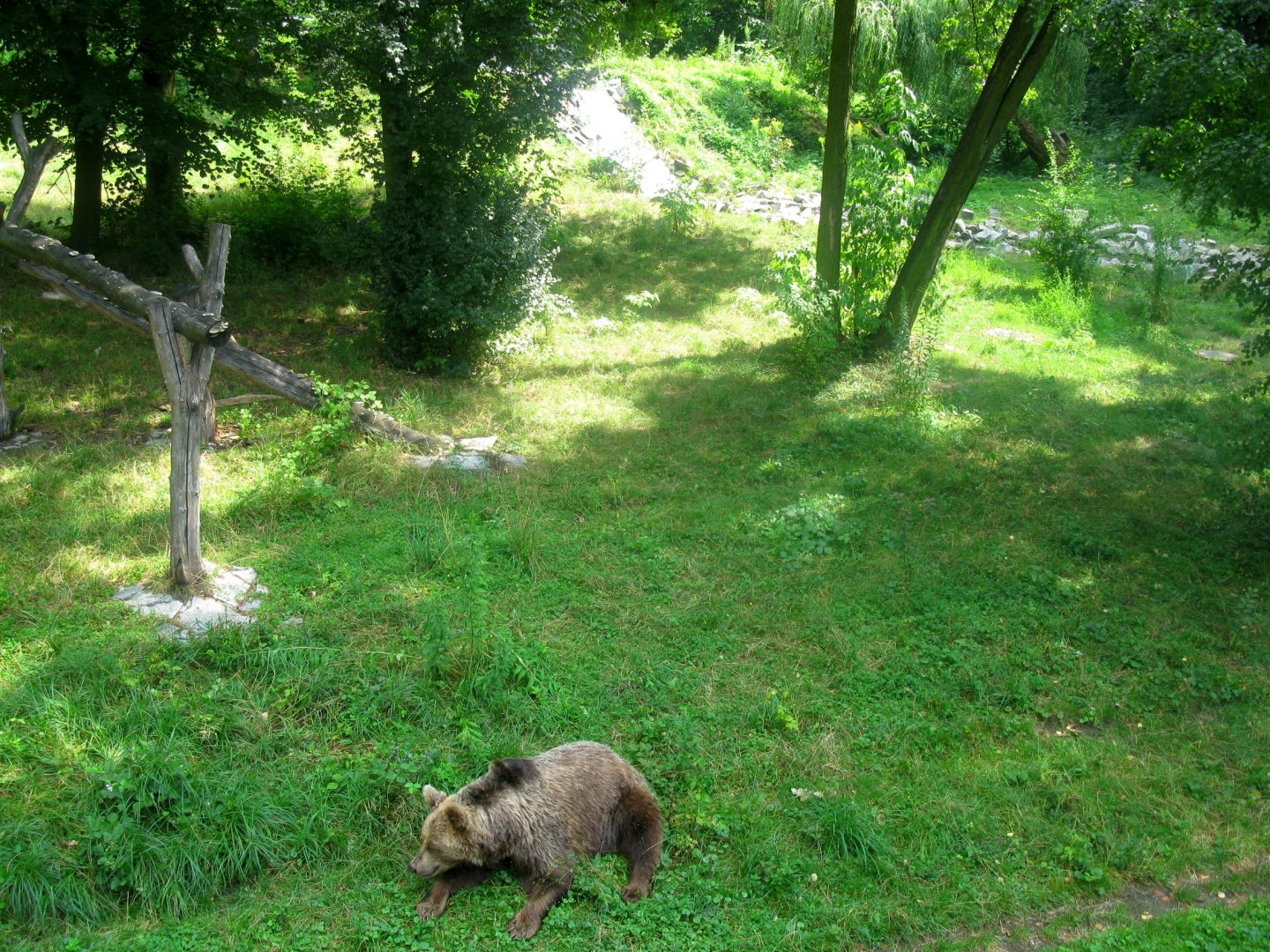 Brown Bear - 08.2013