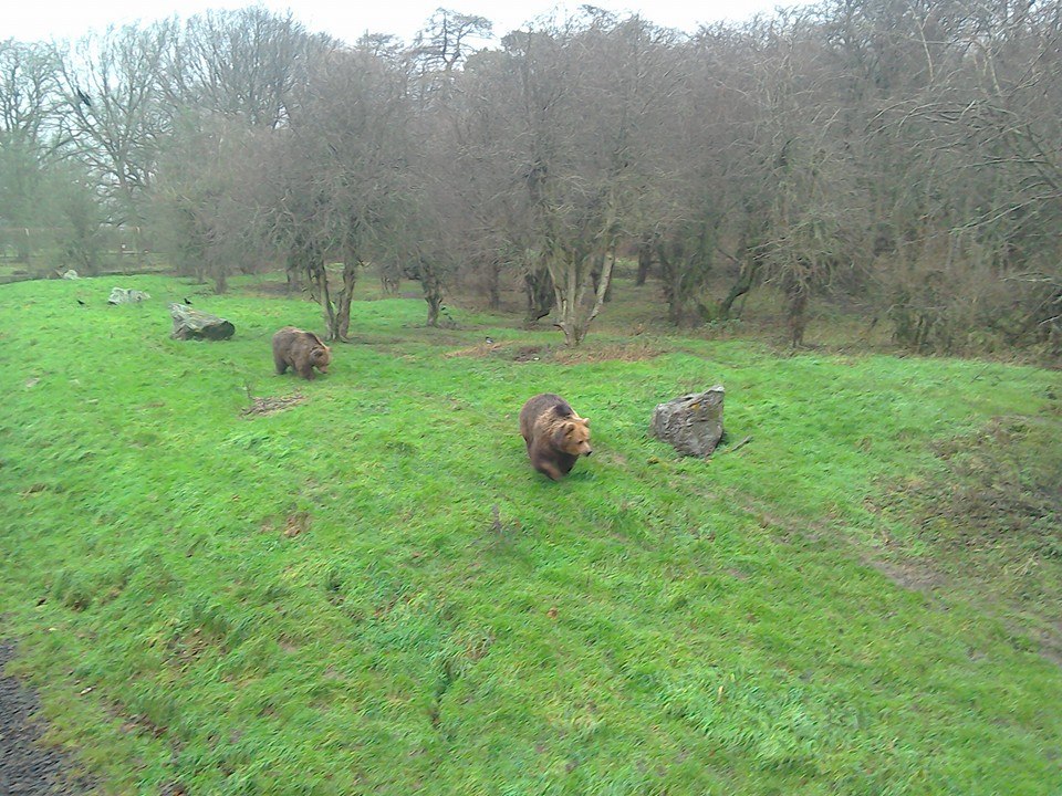 Brown Bear - 10/01/15