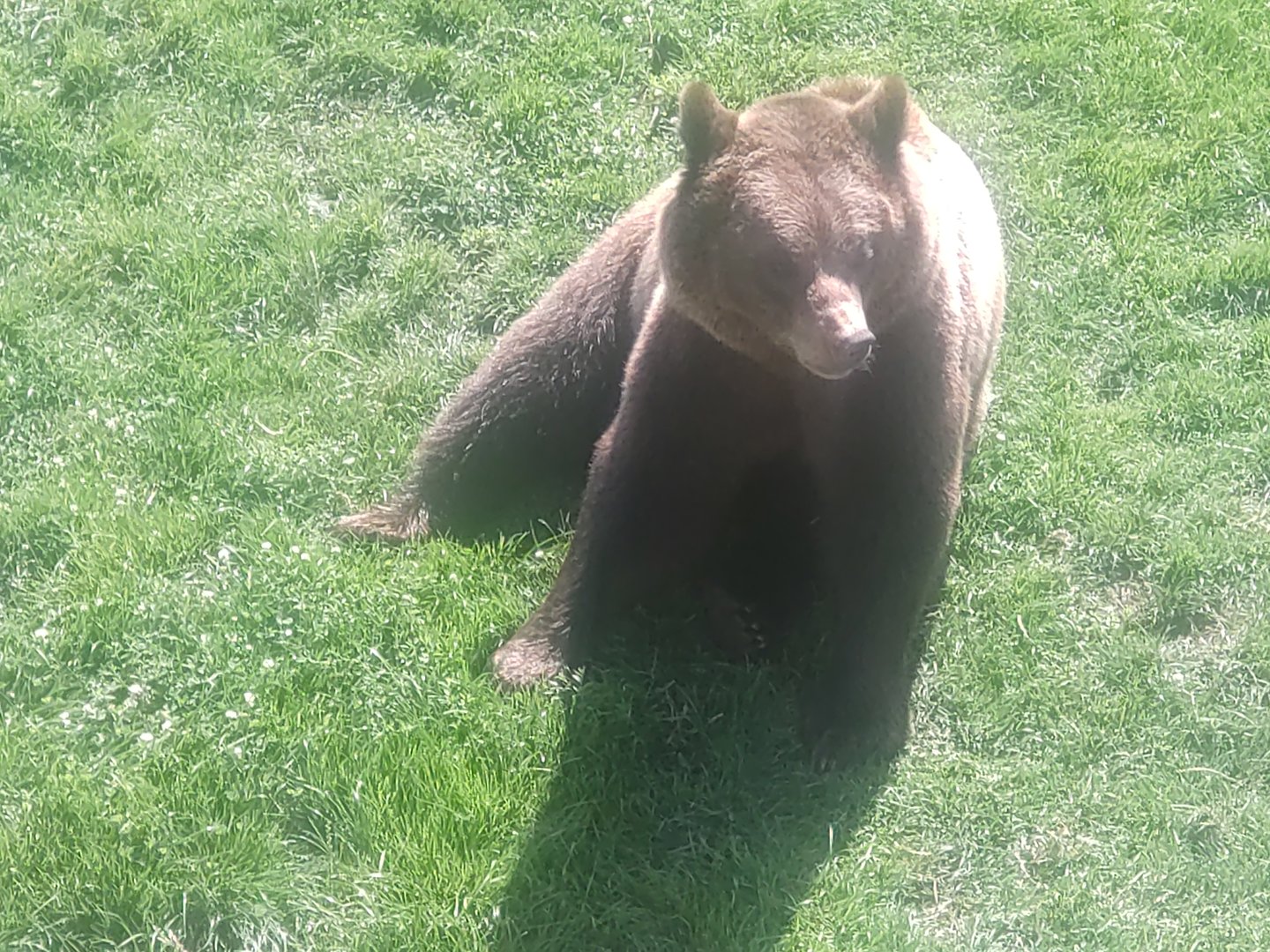 Brown bear 13/8/23