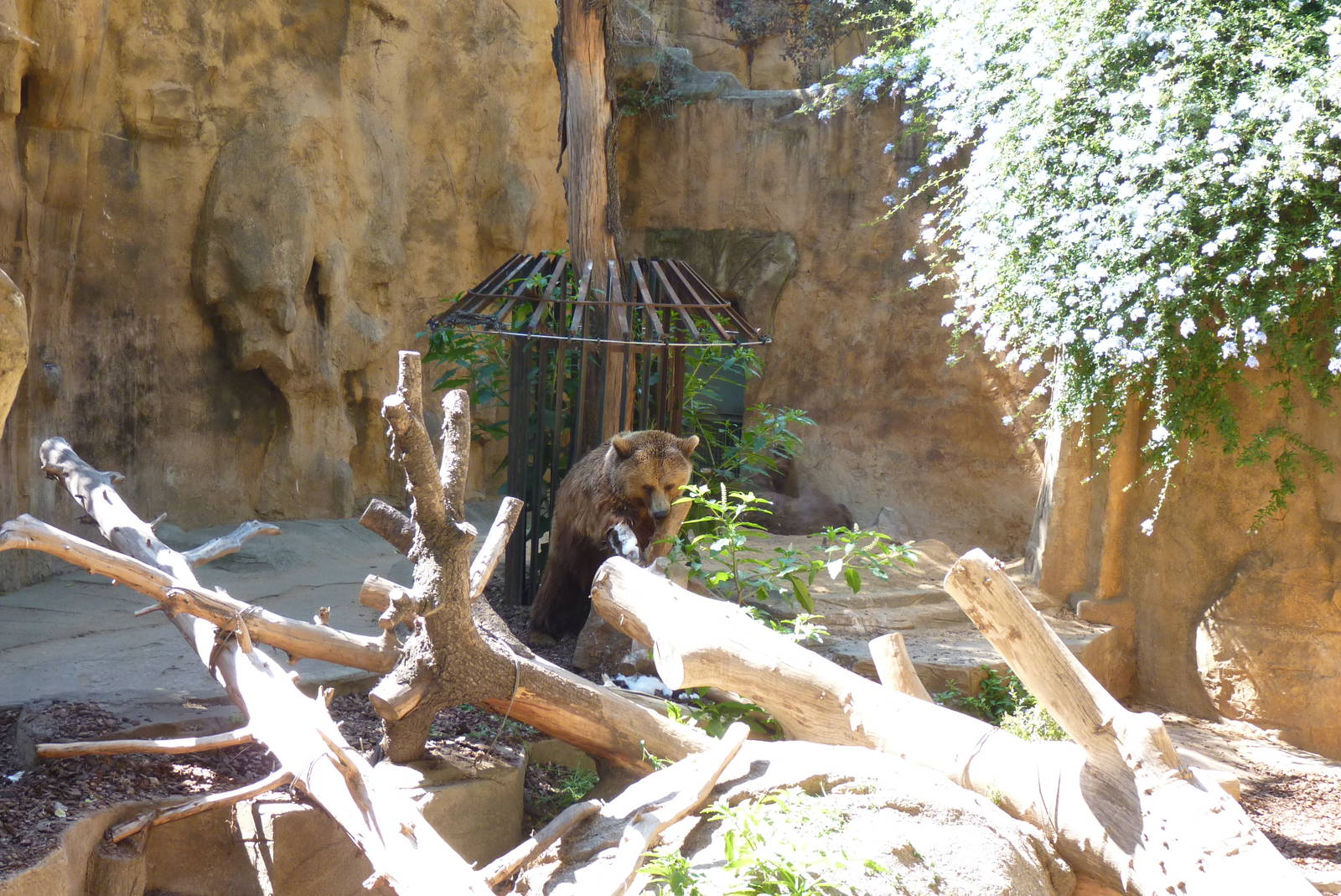 Brown Bear, 17 June 2015