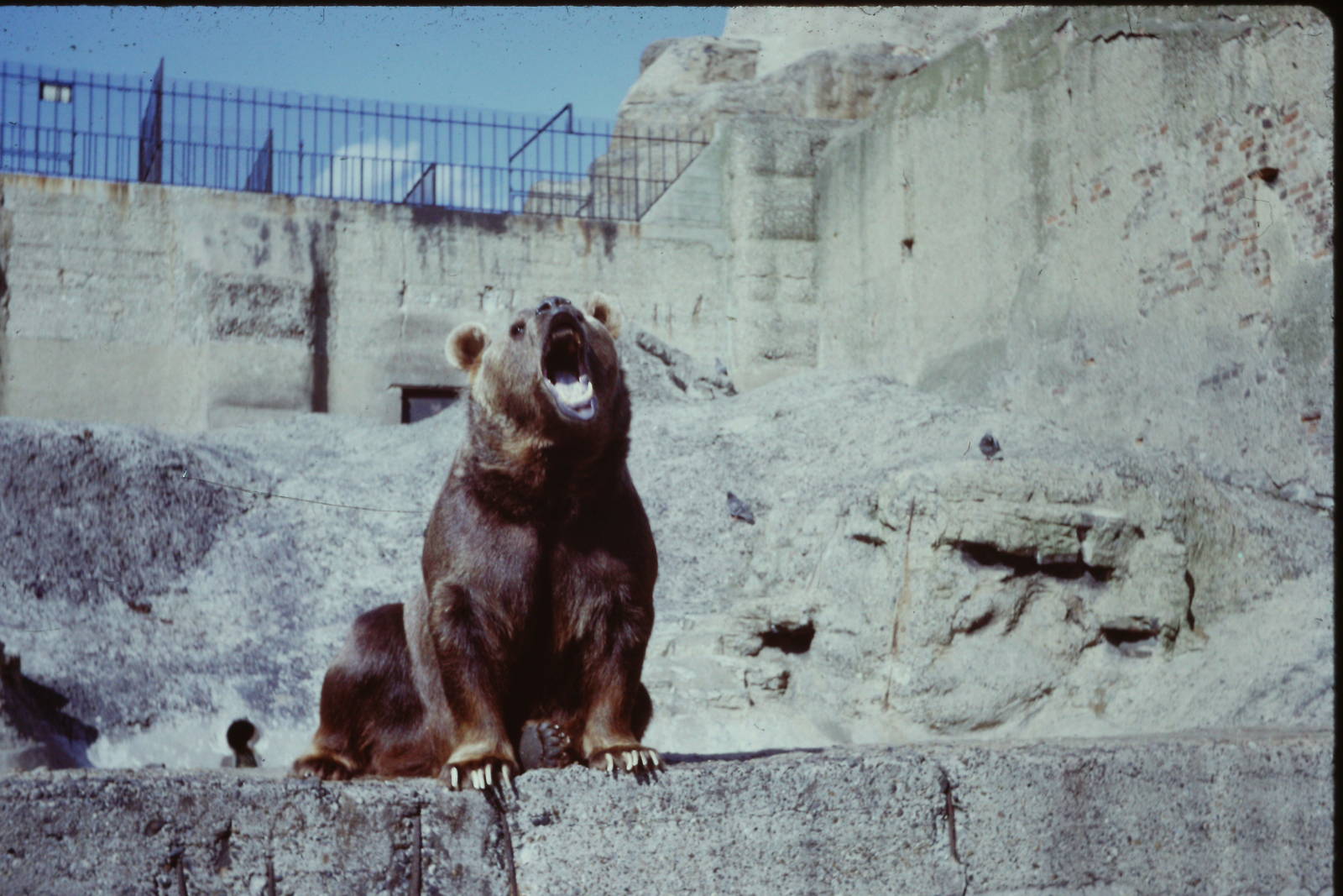 Brown Bear, 1964