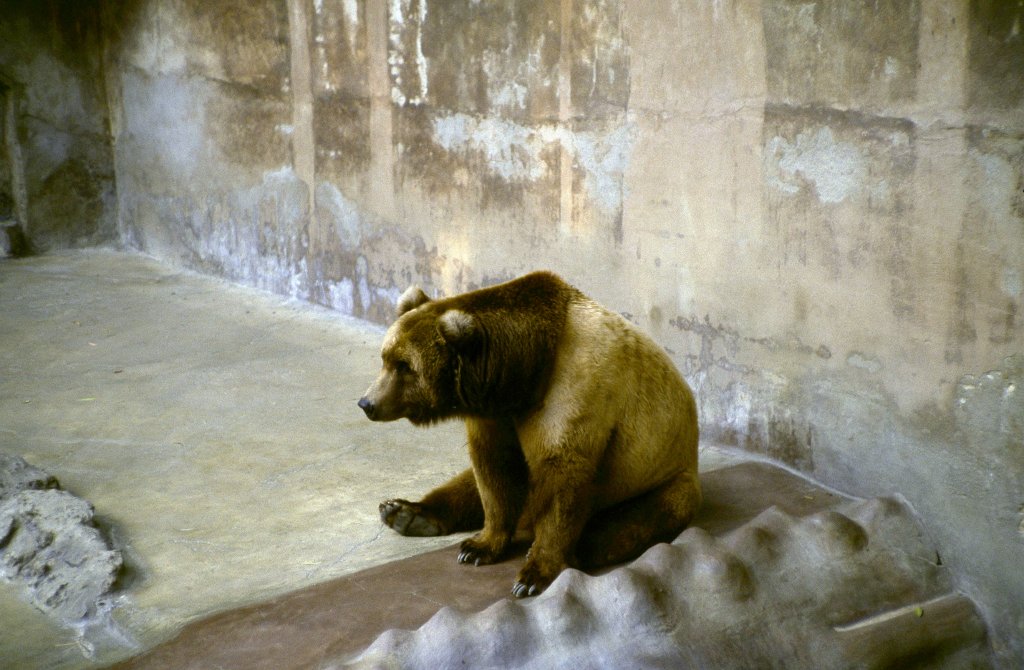 Brown Bear - 1981