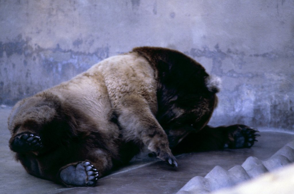 Brown Bear - 1981