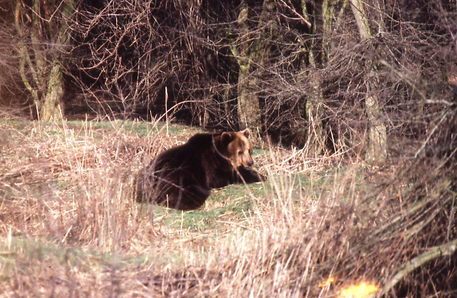 Brown Bear - 1984