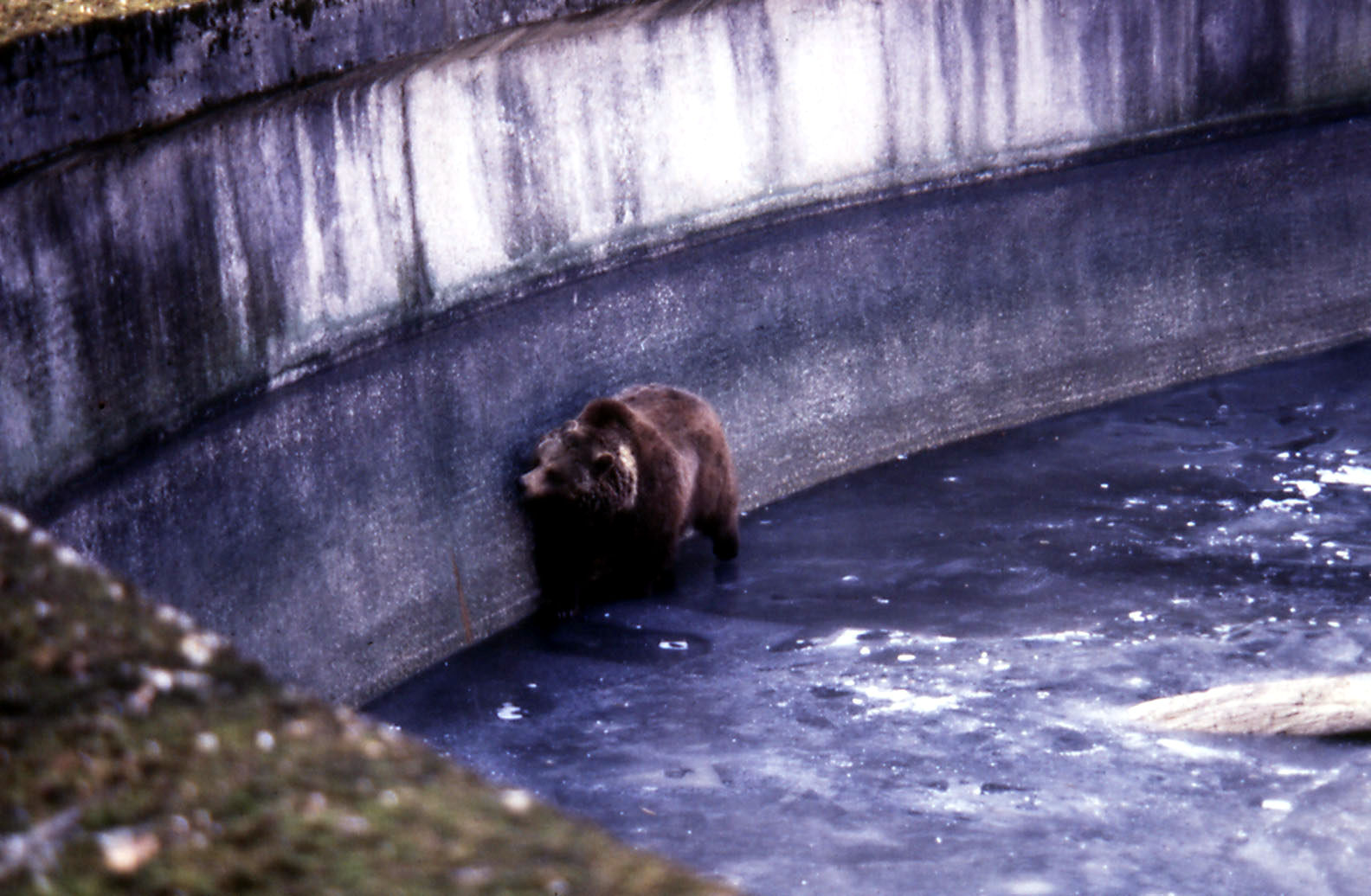Brown Bear - 1984