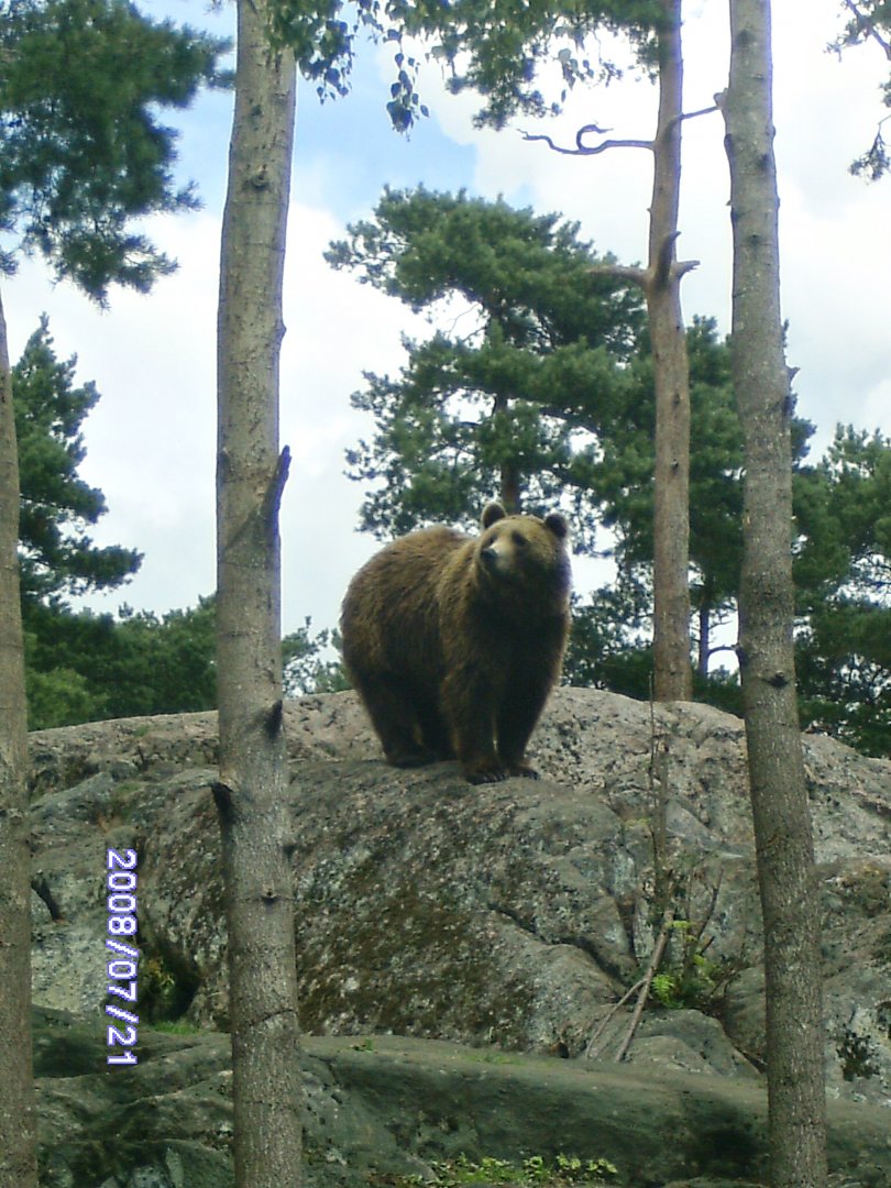 Brown bear (2008)