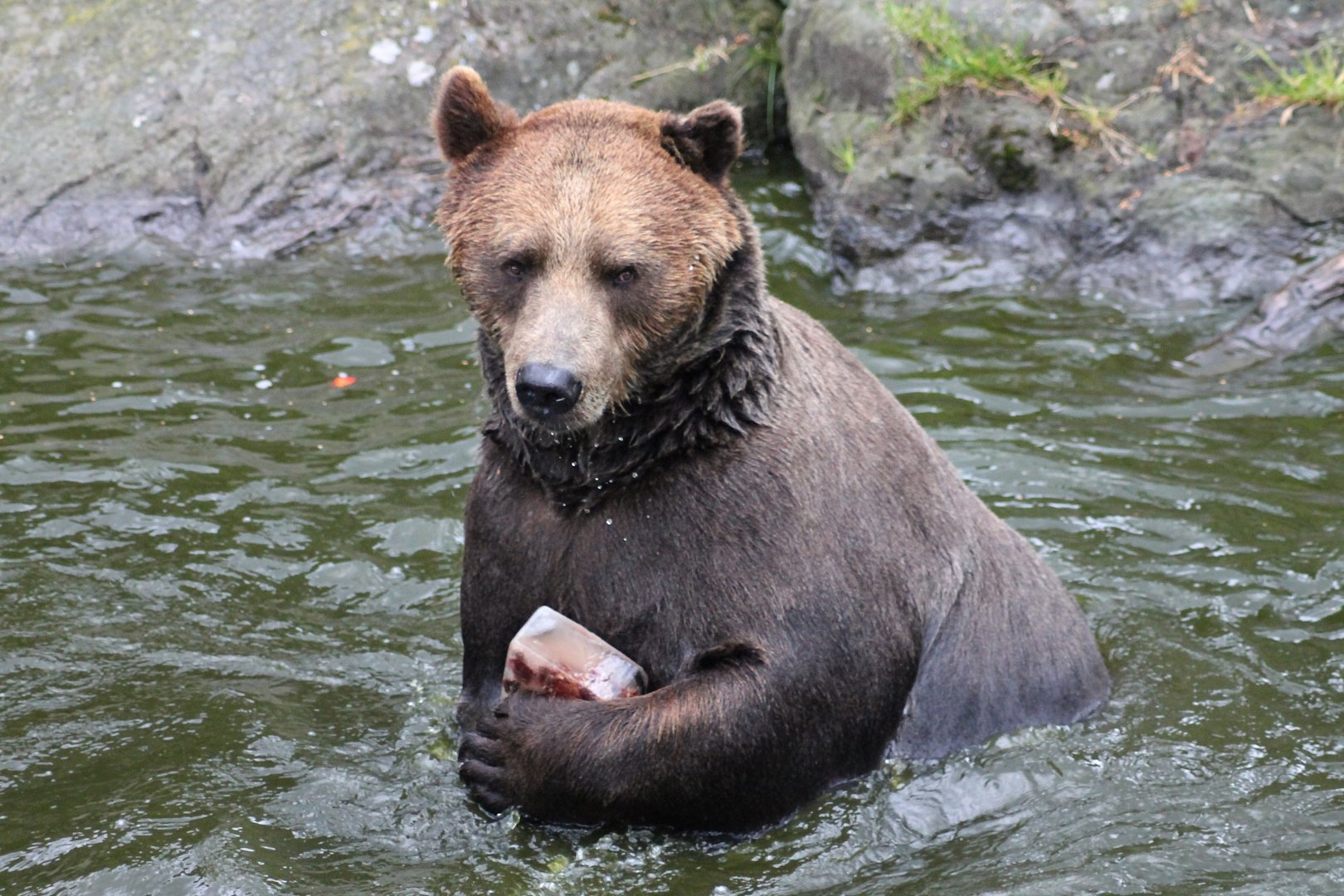 Brown bear (2015)