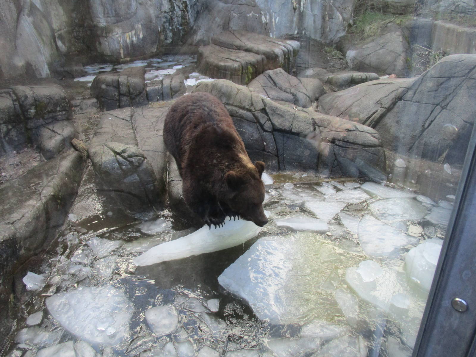 Brown Bear - 24/03/15