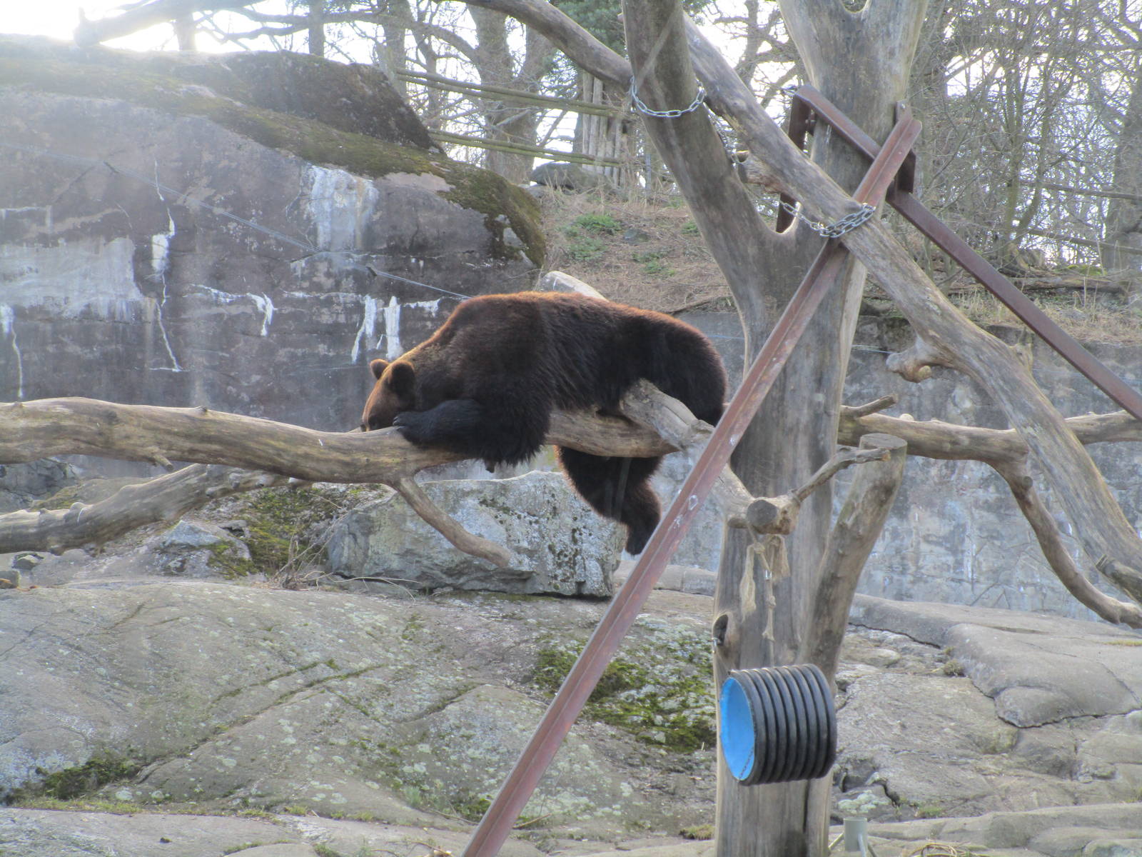 Brown Bear - 24/03/15