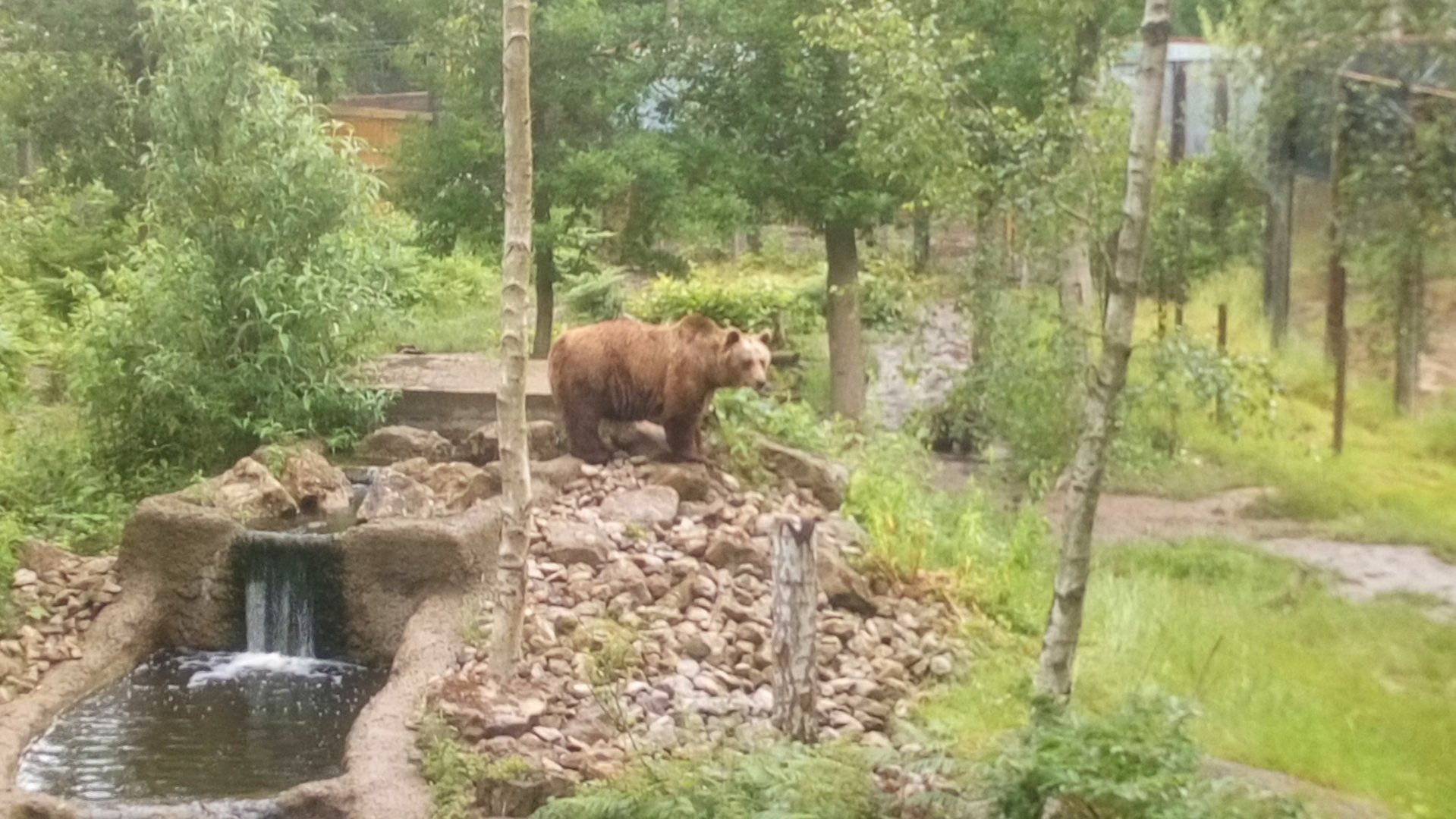 Brown bear 30 June 2021