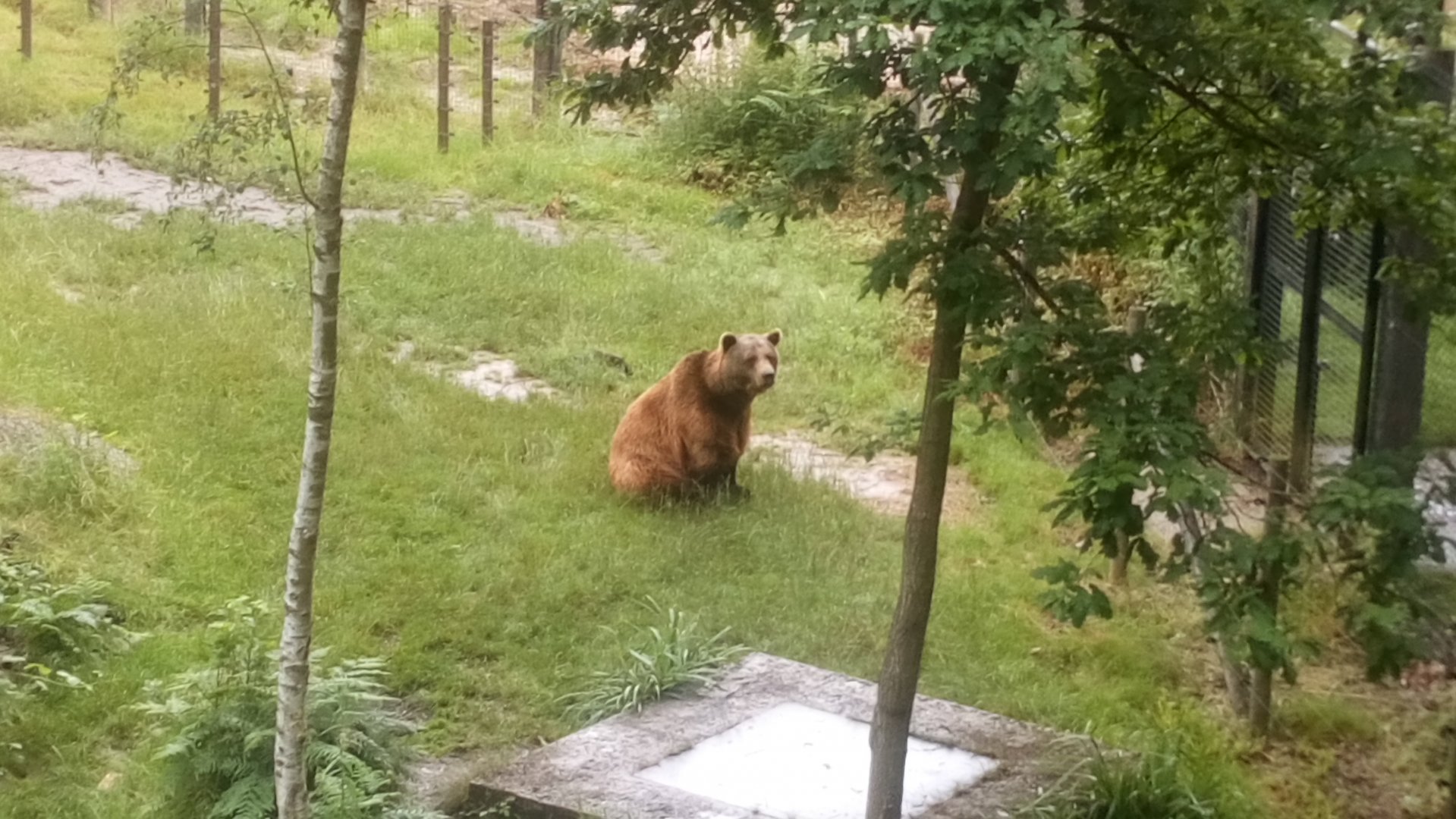 Brown bear 30 June 2021