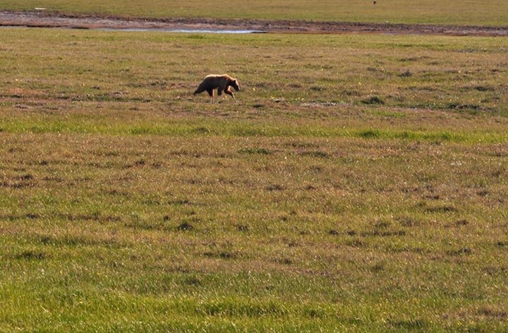 Brown Bear - Alaska