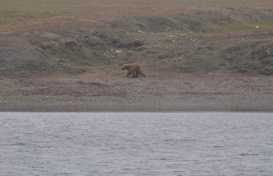 Brown Bear - Alaska