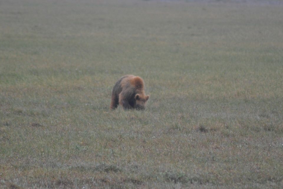 Brown Bear - Alaska