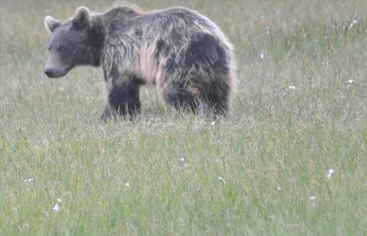 Brown Bear - Alaska