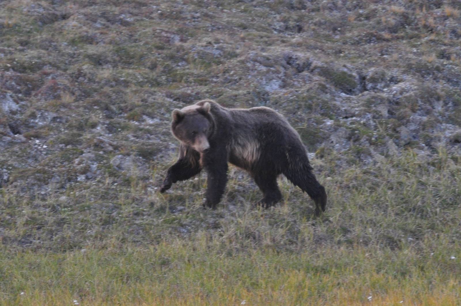 Brown Bear - Alaska
