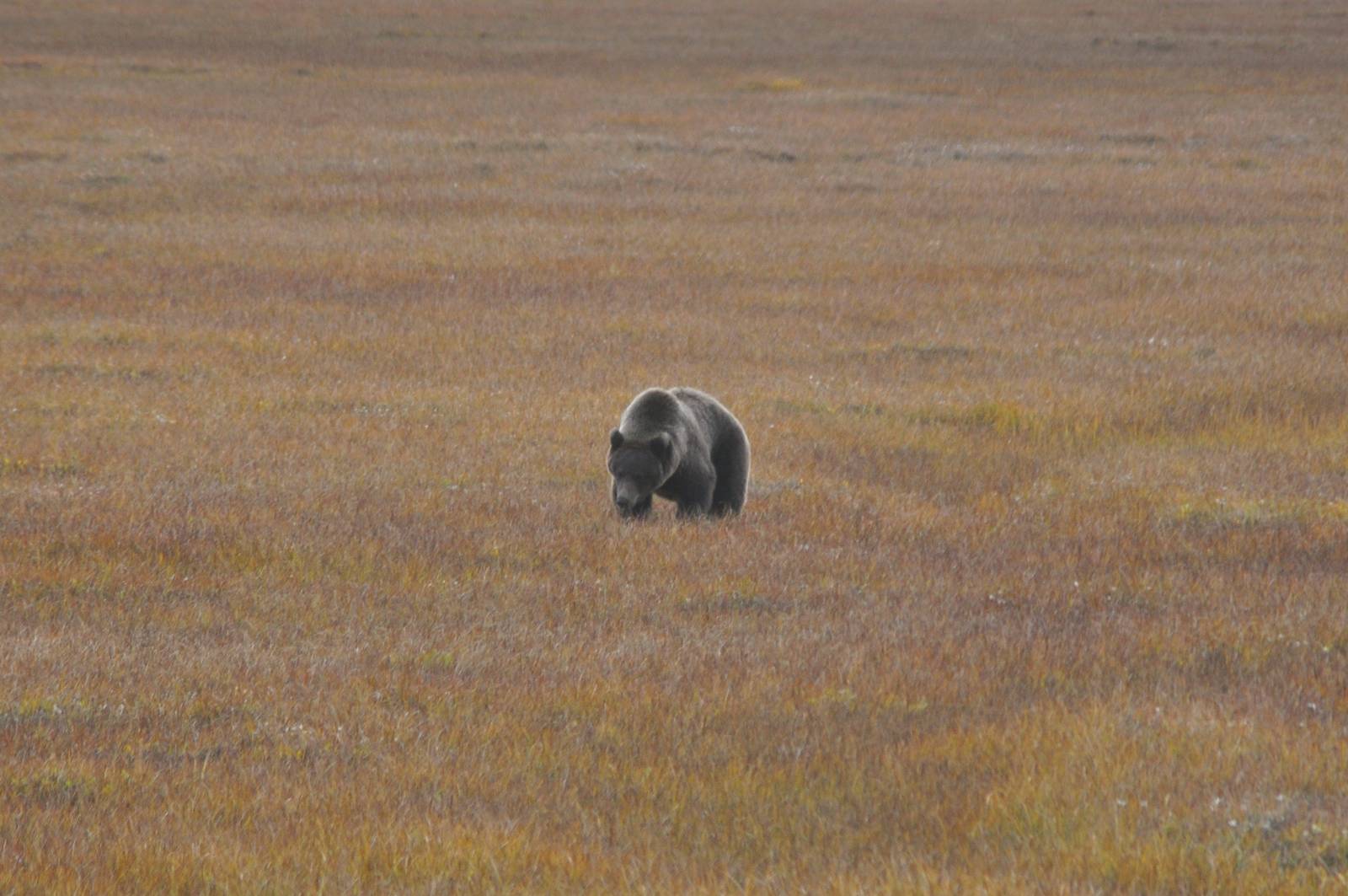 Brown Bear - Alaska