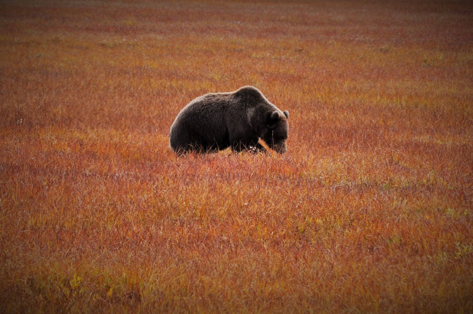 Brown Bear - Alaska