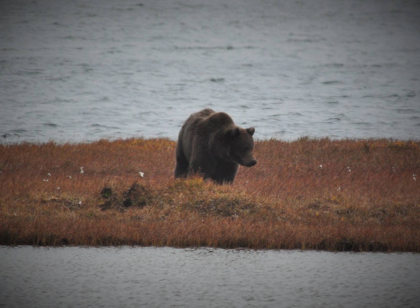 Brown Bear - Alaska