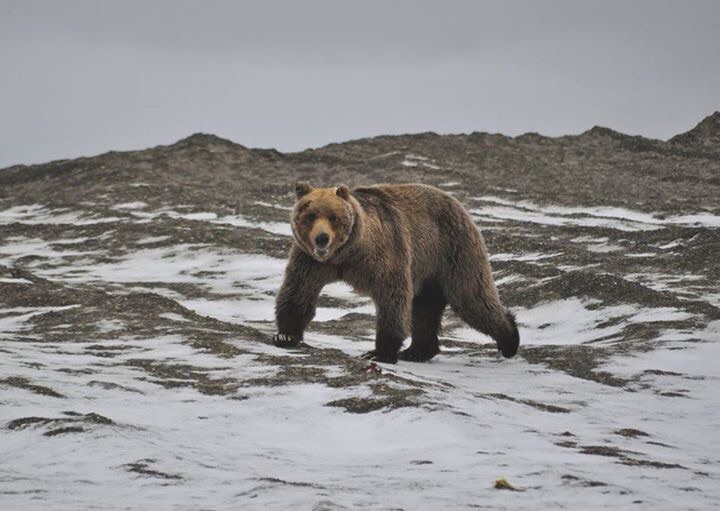 Brown Bear - Alaska