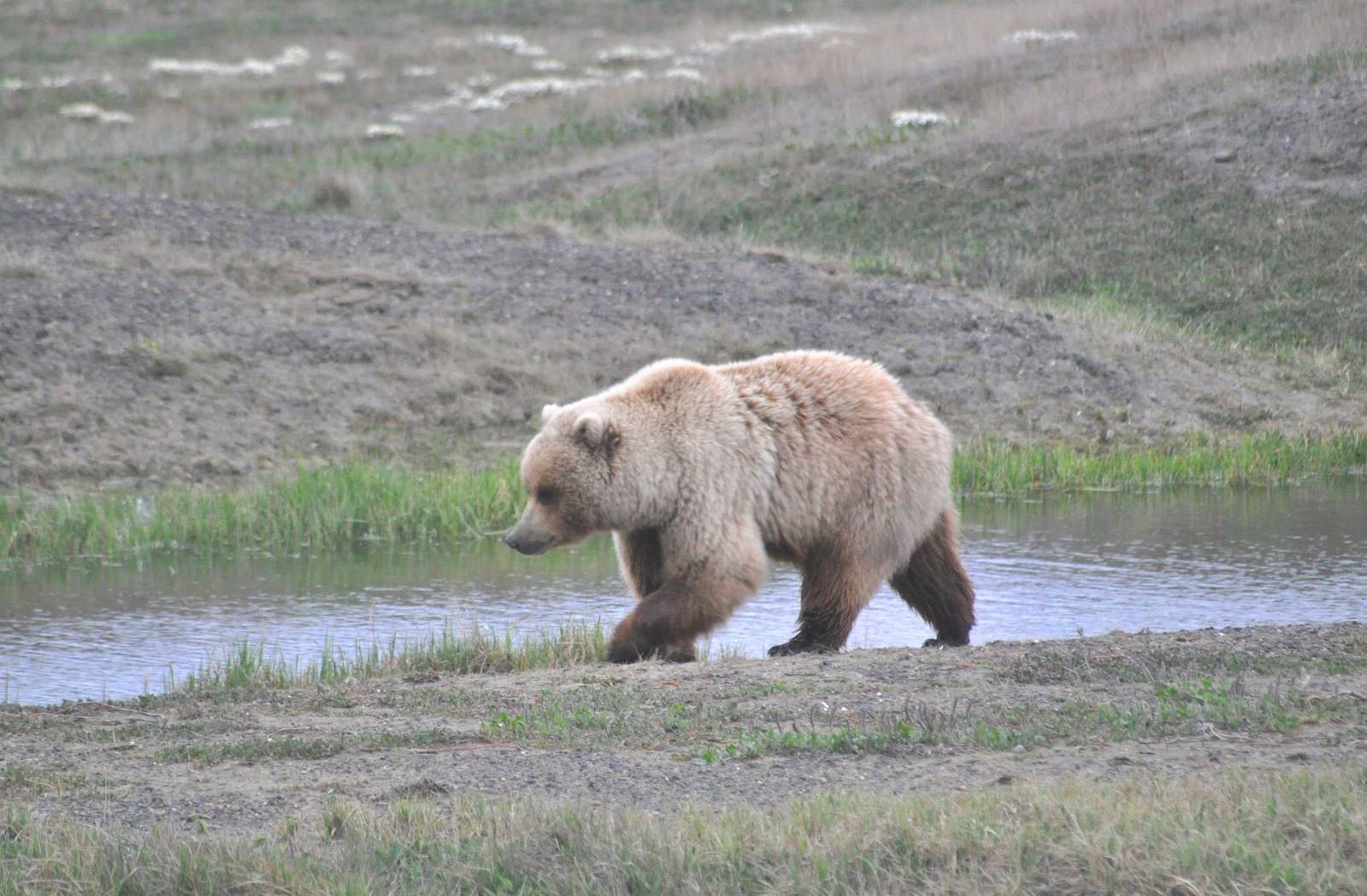 Brown Bear - Alaska