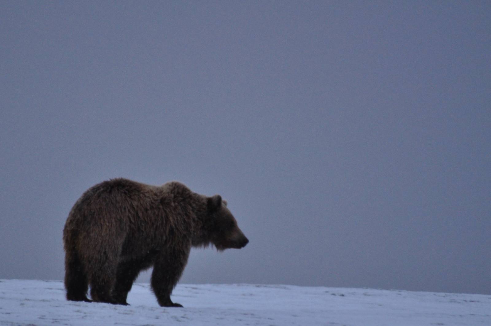 Brown Bear - Alaska