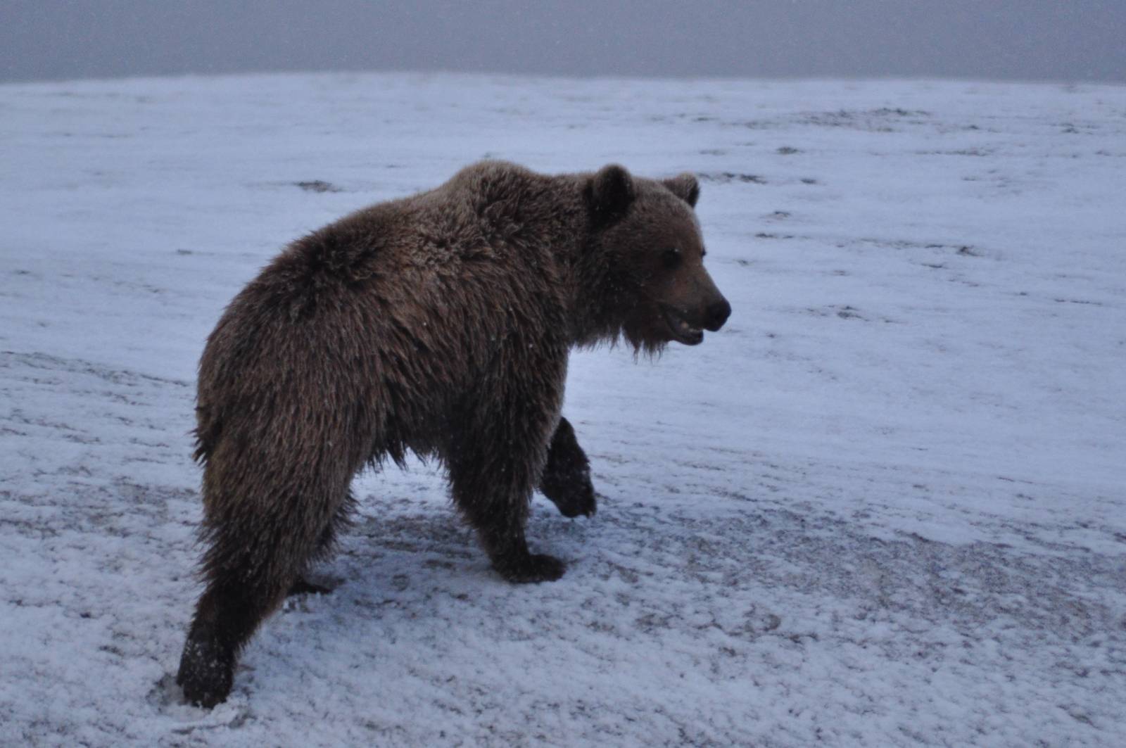 Brown Bear - Alaska
