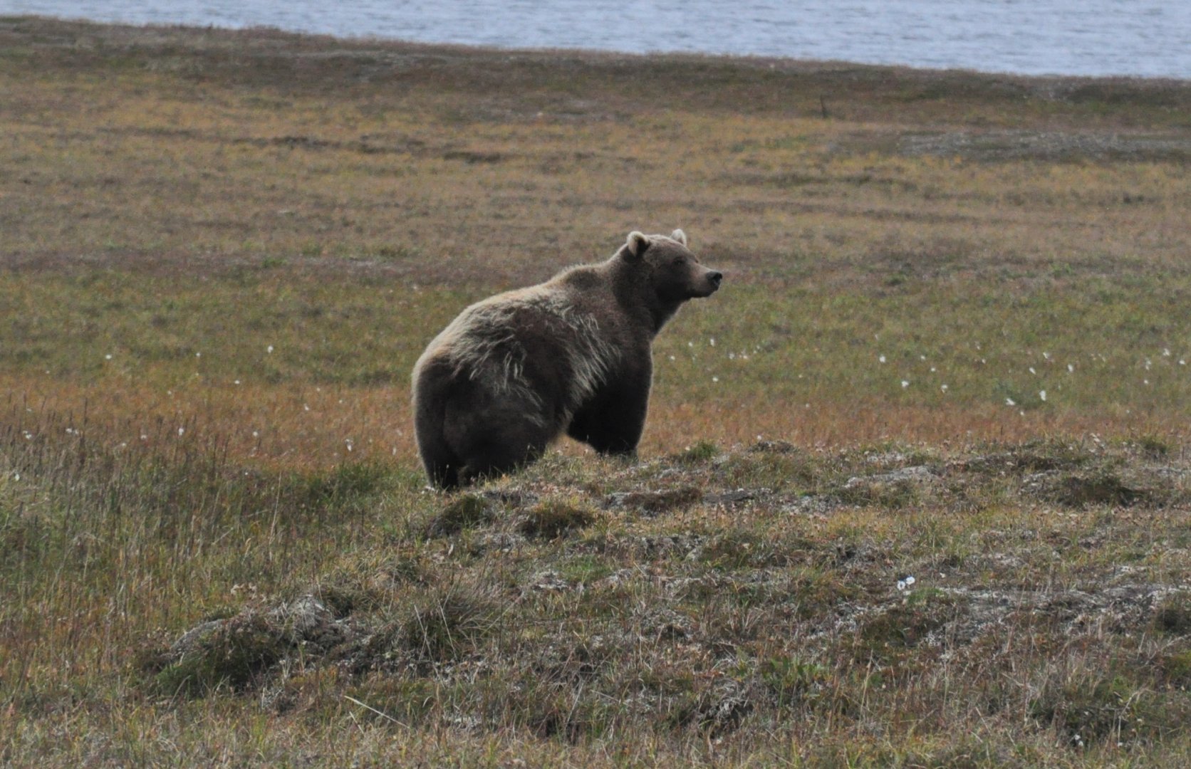 Brown Bear - Alaska