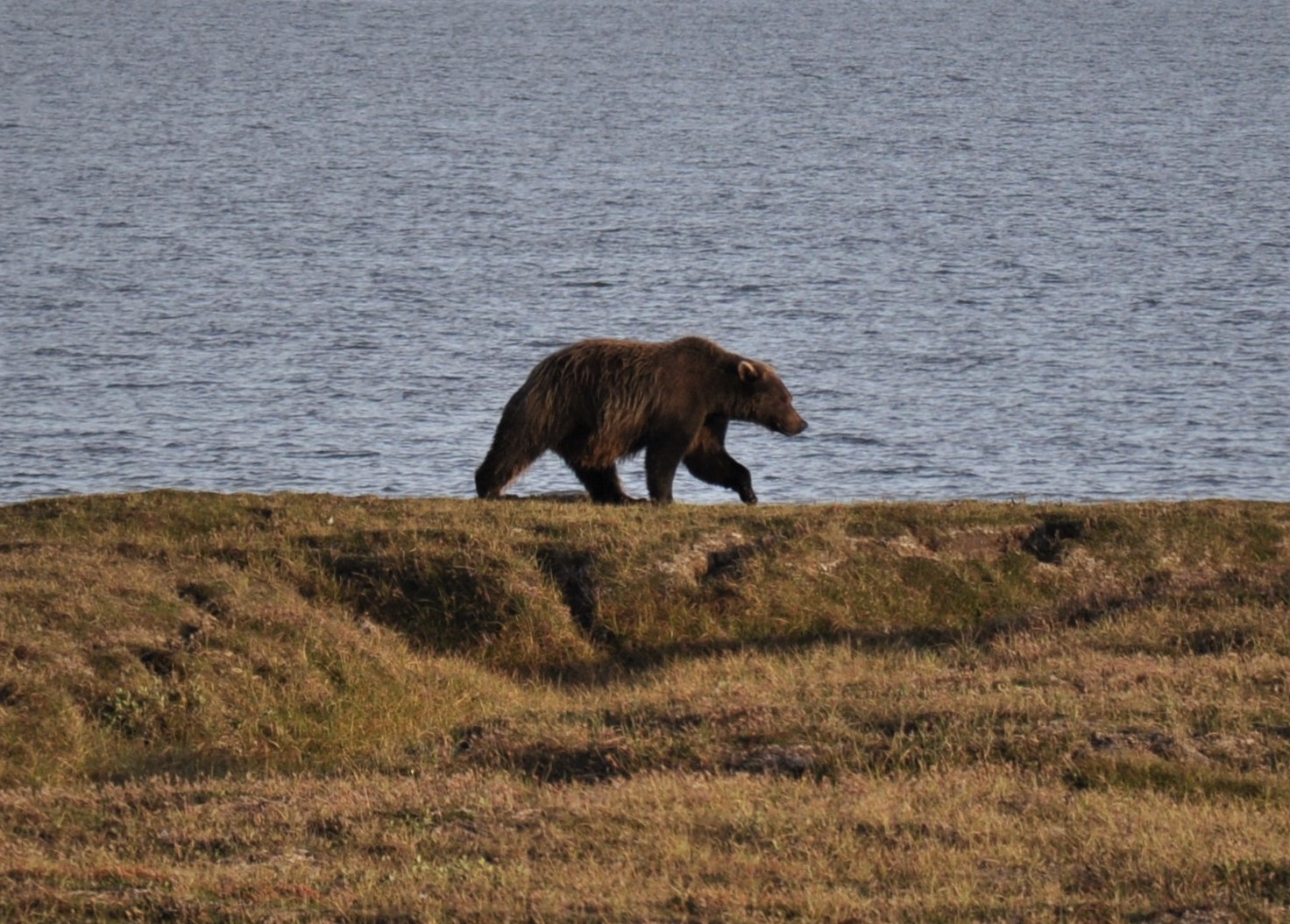 Brown Bear - Alaska