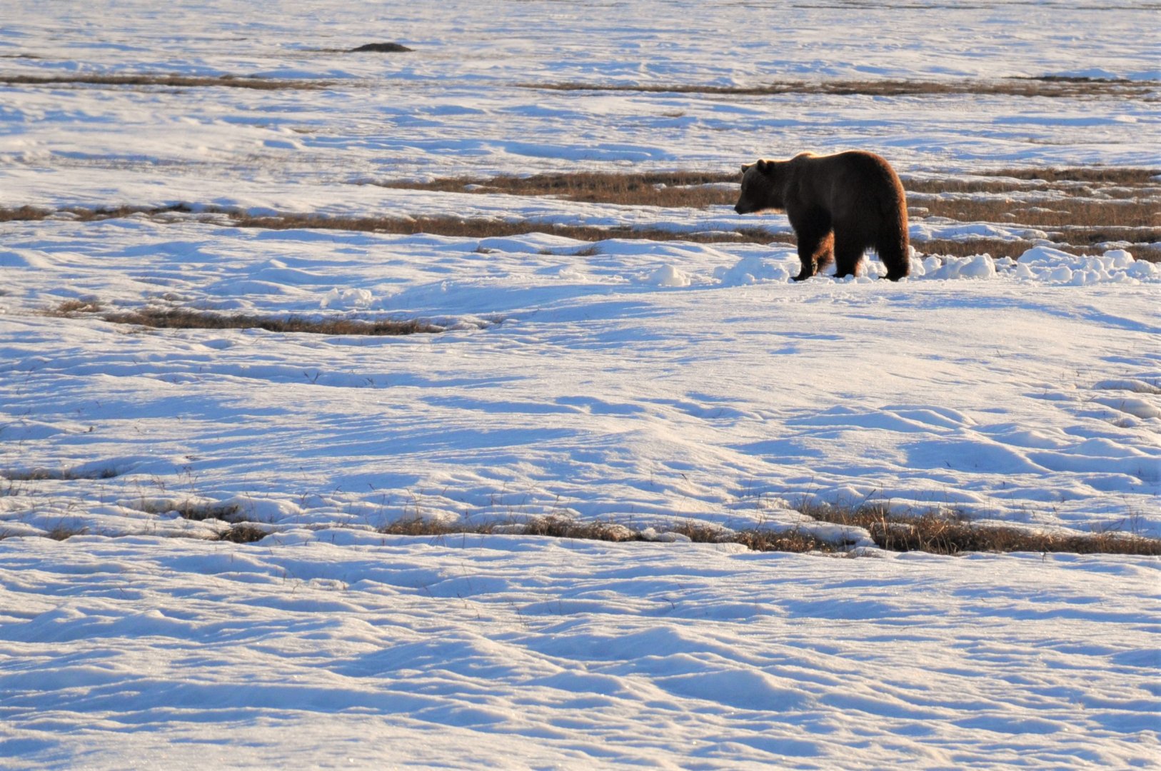 Brown Bear - Alaska
