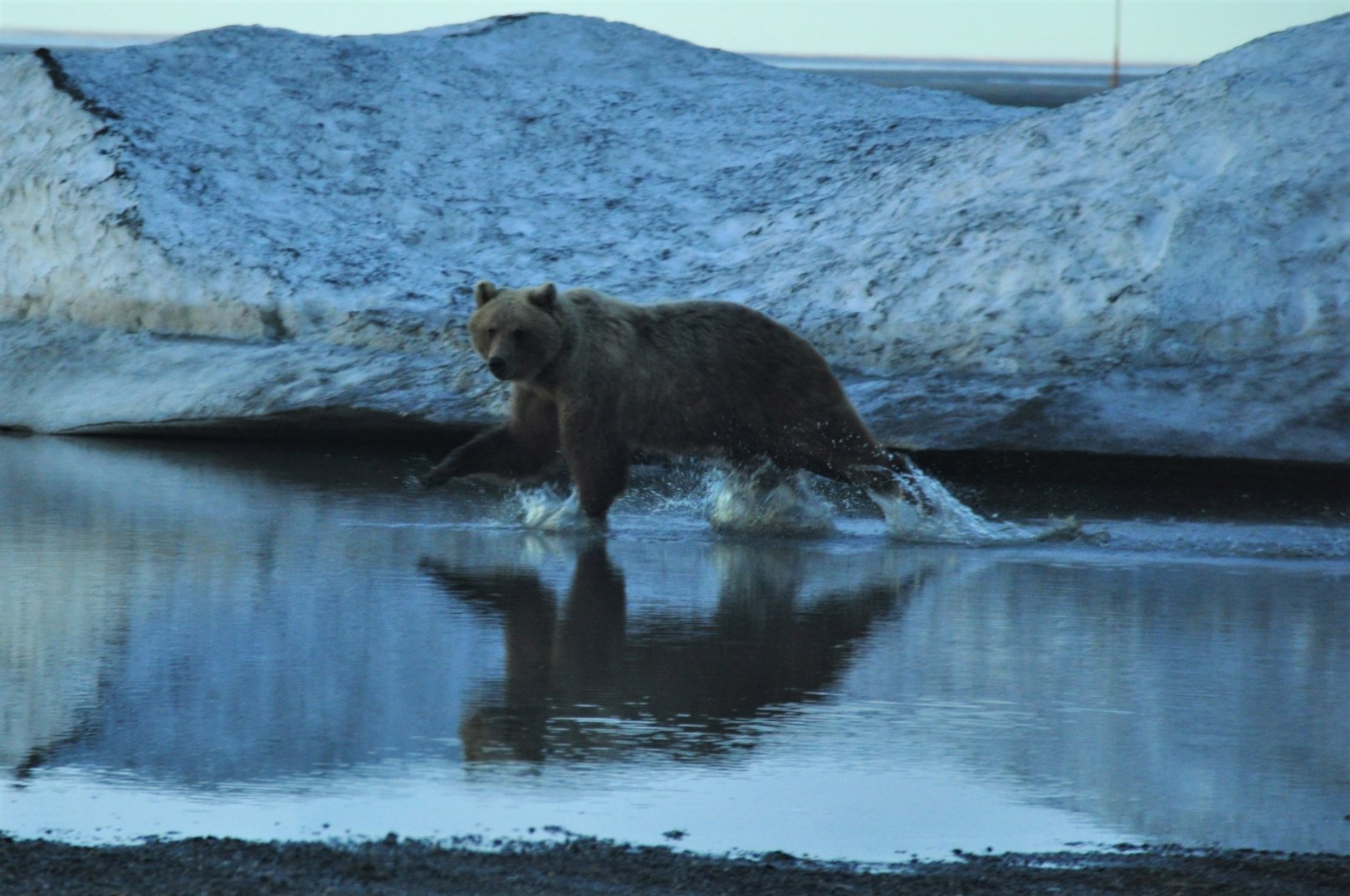Brown Bear - Alaska