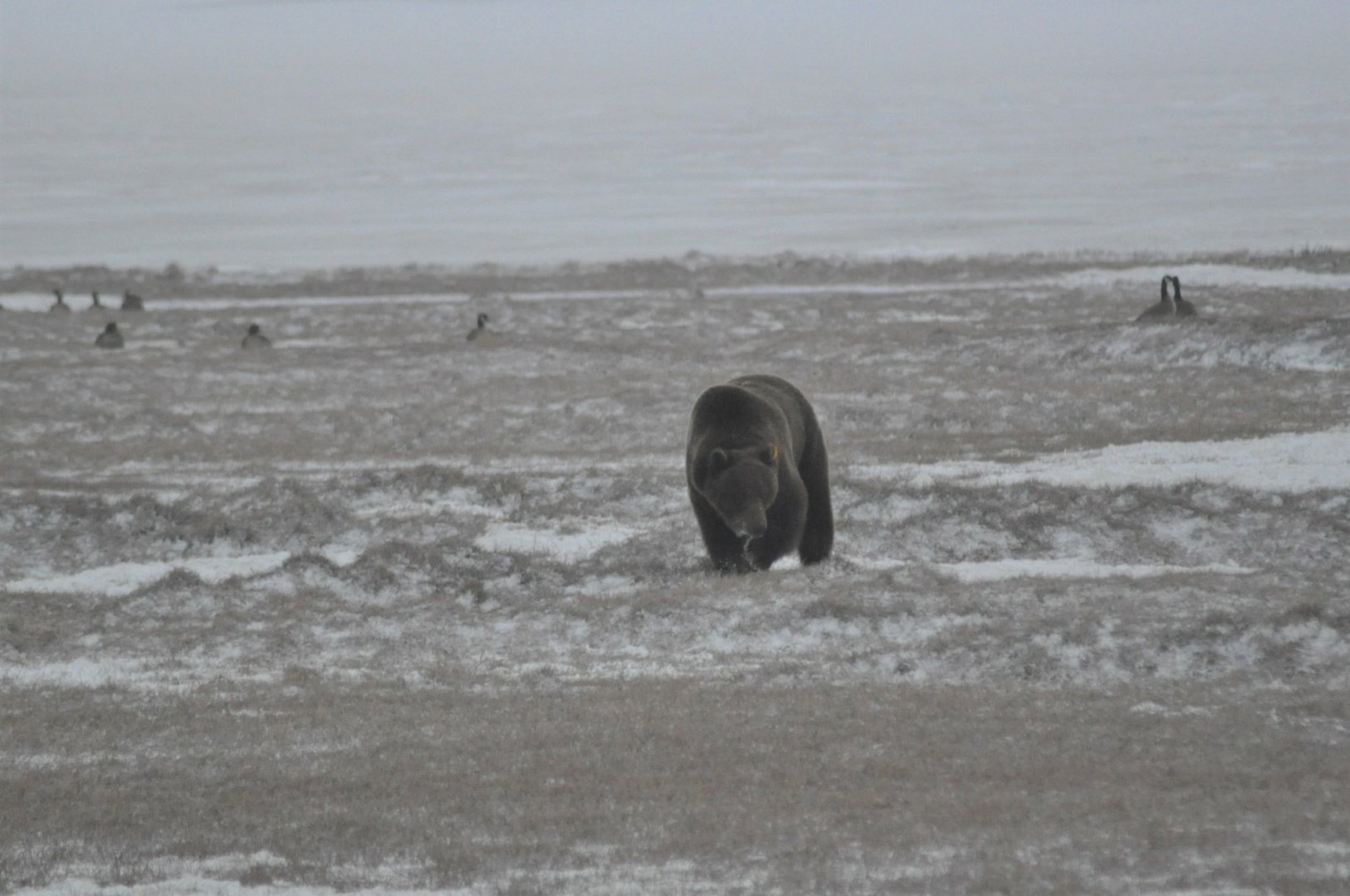 Brown Bear - Alaska