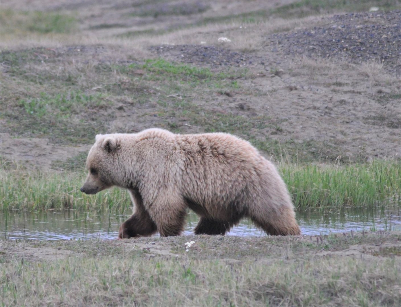 Brown Bear - Alaska