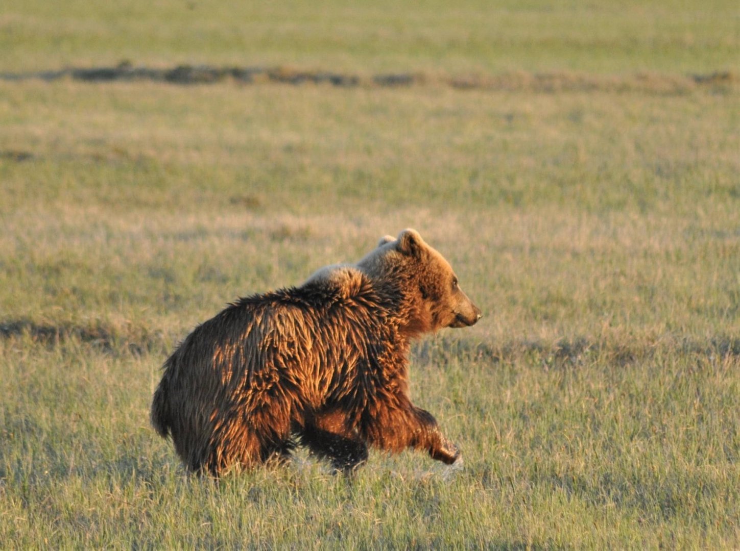 Brown Bear - Alaska