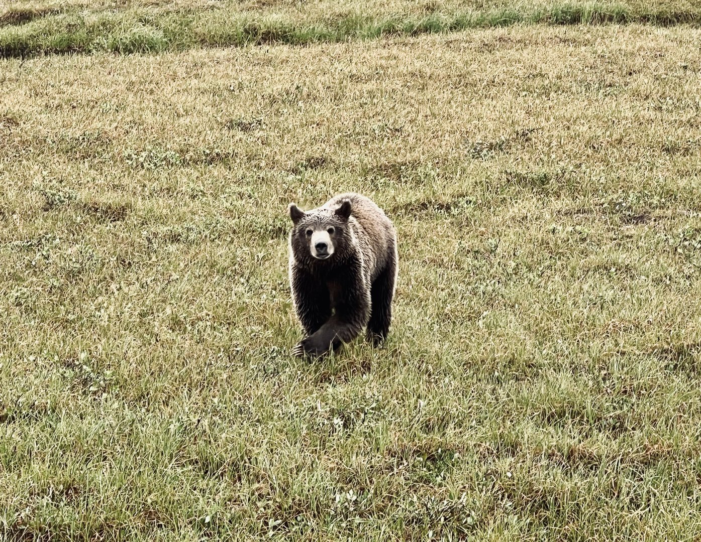 Brown Bear - Alaska