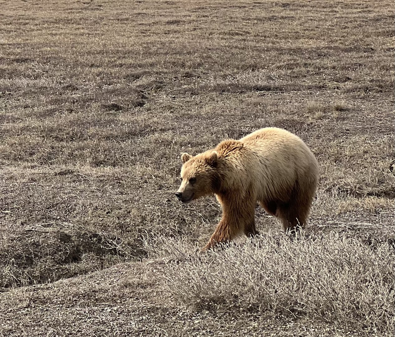 Brown Bear - Alaska