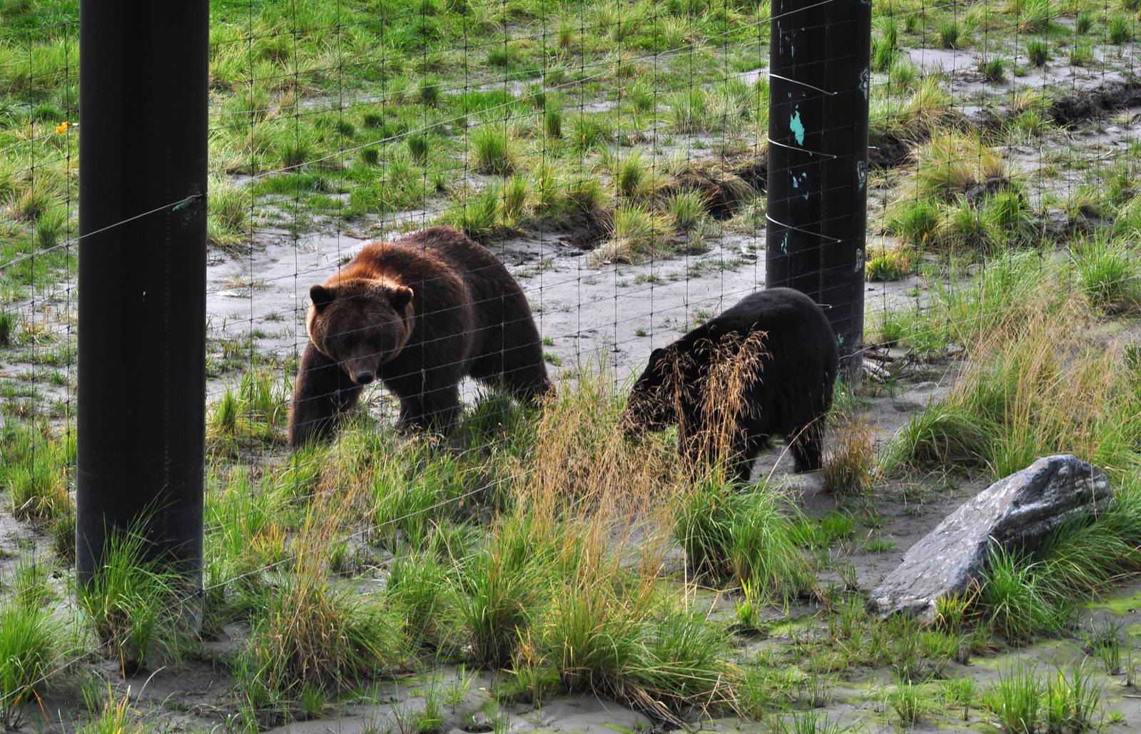 Brown Bear and American Black Bear side by side