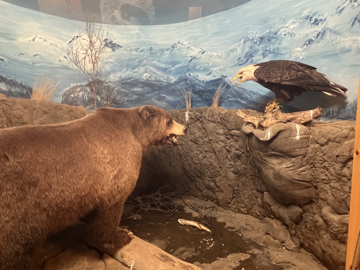 Brown Bear and Bald Eagle
