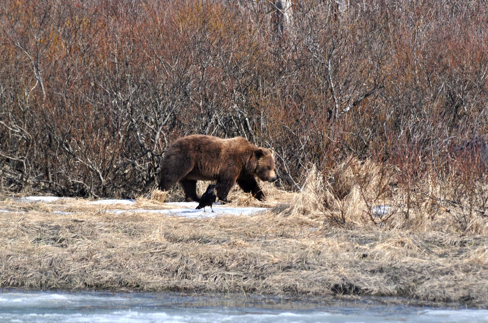 Brown Bear and Common Raven