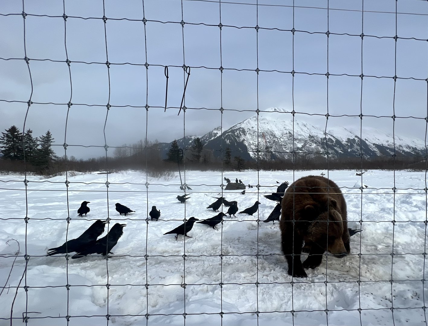 Brown Bear and Common Ravens