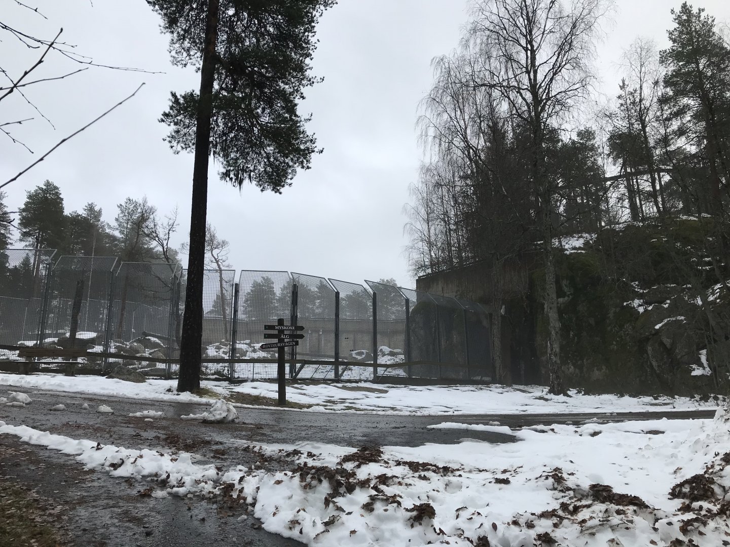 Brown bear and grey wolf