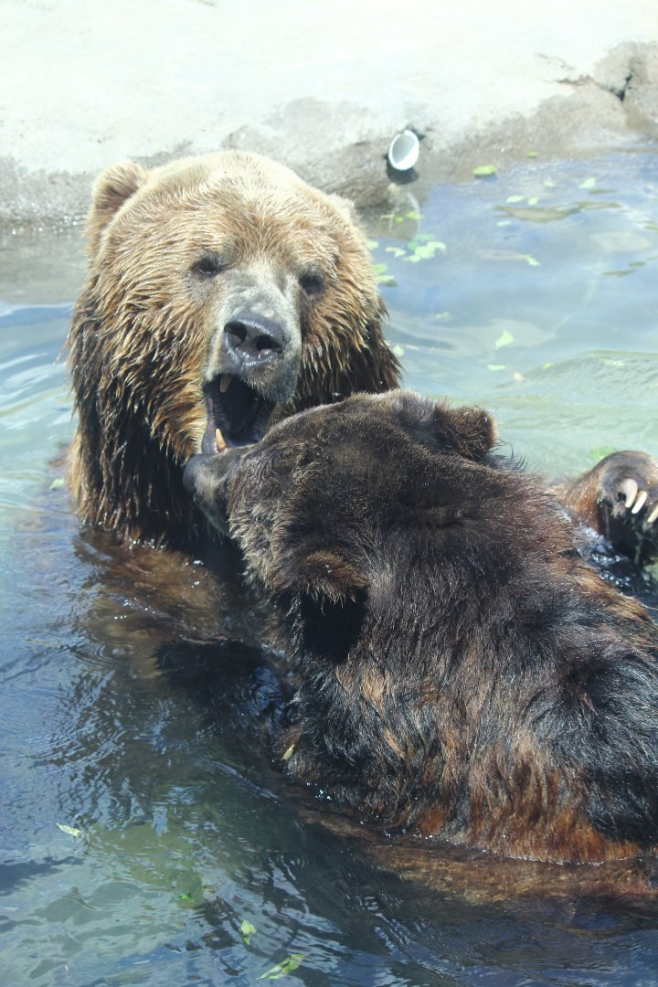 Brown Bear and Kodiak Bear