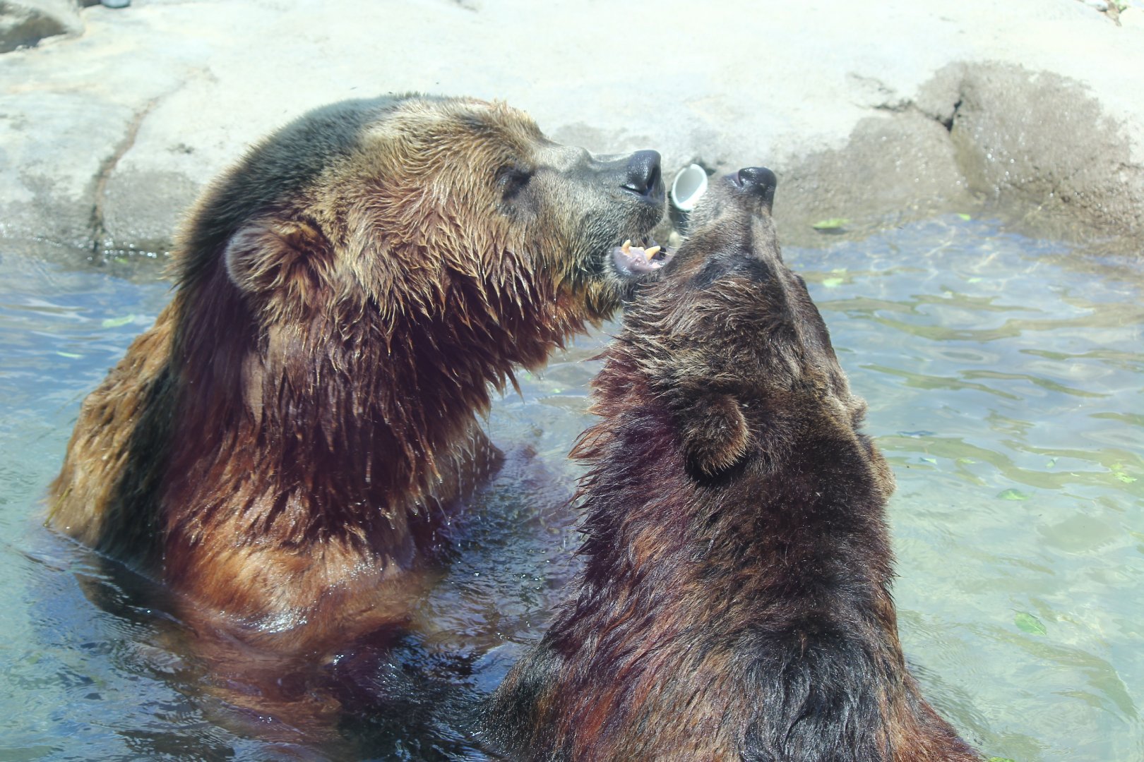 Brown Bear and Kodiak Bear